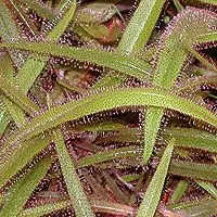 Drosera adelae