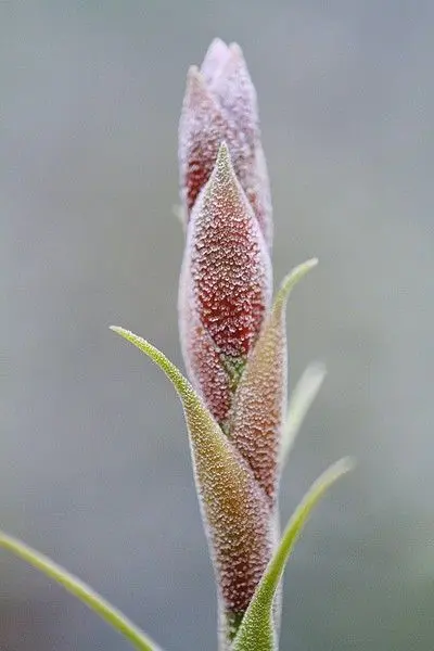 Tillandsia latifolia
