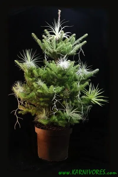 Le sapin aux tillandsias