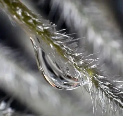 L'absorption de l'eau chez les Tillandsia