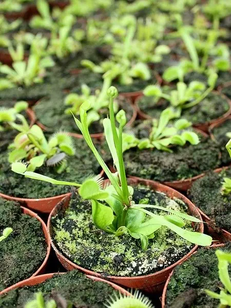 Fausse viviparité sur Dionaea muscipula