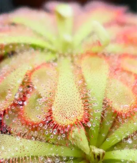 Drosera aliciae, une plante carnivore magnifique