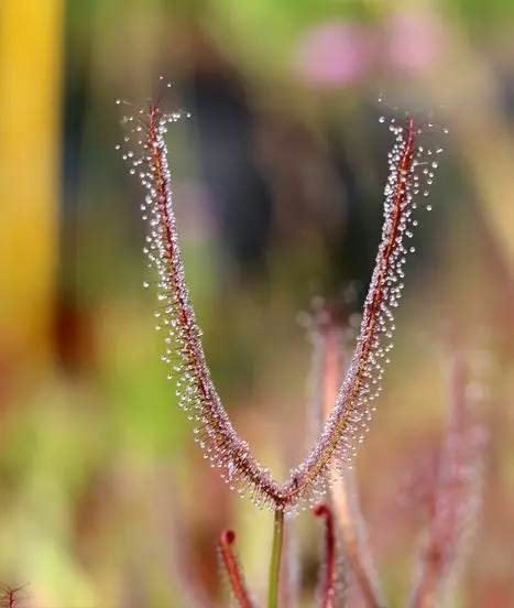 Feuilles et mucilage de plante carnivore drosera binata