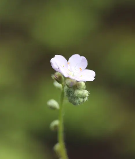 Fleur de drosera paradoxa