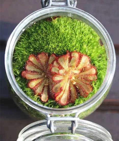 Drosera aliciae en terrarium (bocal en verre) avec mousse vivante et sphaigne vivante