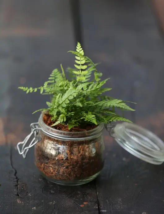 Dryopteris erytrosa en bocal terrarium "À conserver"