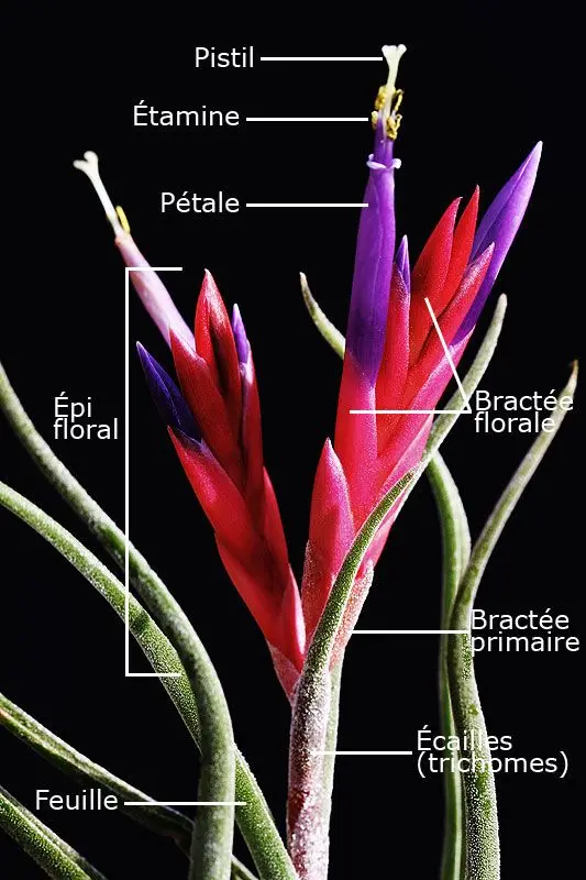 Structure d'une inflorescence de Tillandsia