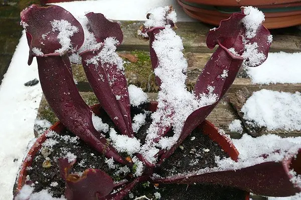 Sarracenia sous glace