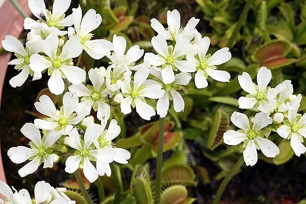Fleurs de Dionaea muscipula en groupe, un joli spectacle !