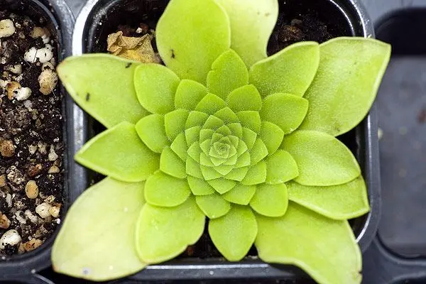 Rosette hivernale de Pinguicula mexicain