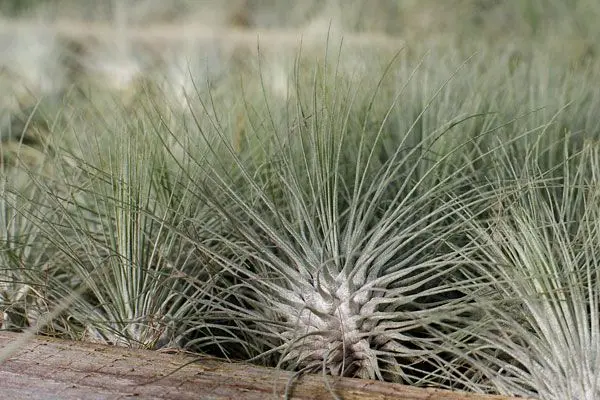 Tillandsia argentea en colonie