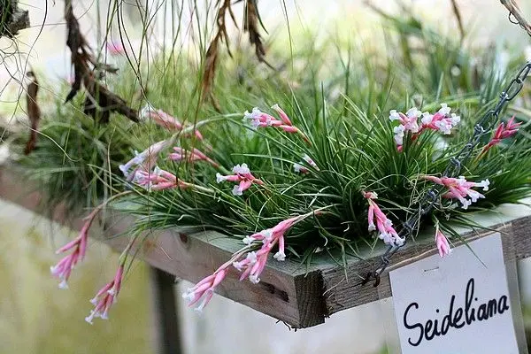 Tillandsia Seideliana