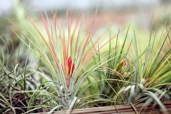 Tillandsia en bouton