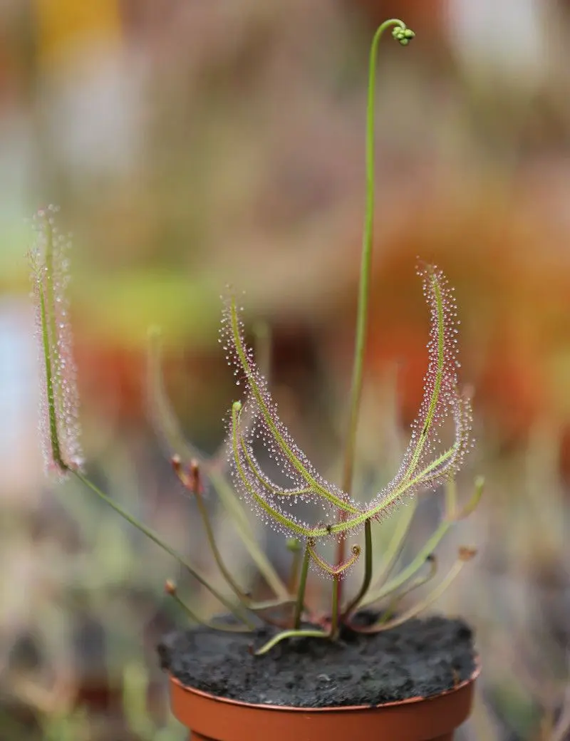 Drosera binata var. dichotoma Mont Ruapehu