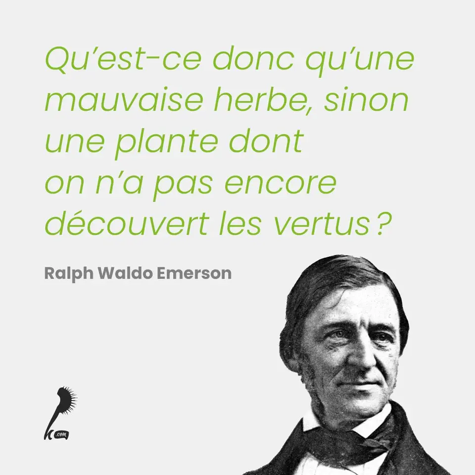 « Qu'est-ce donc qu'une mauvaise herbe, sinon une plante dont on n'a pas encore découvert les vertus ? » Ralph Waldo Emerson