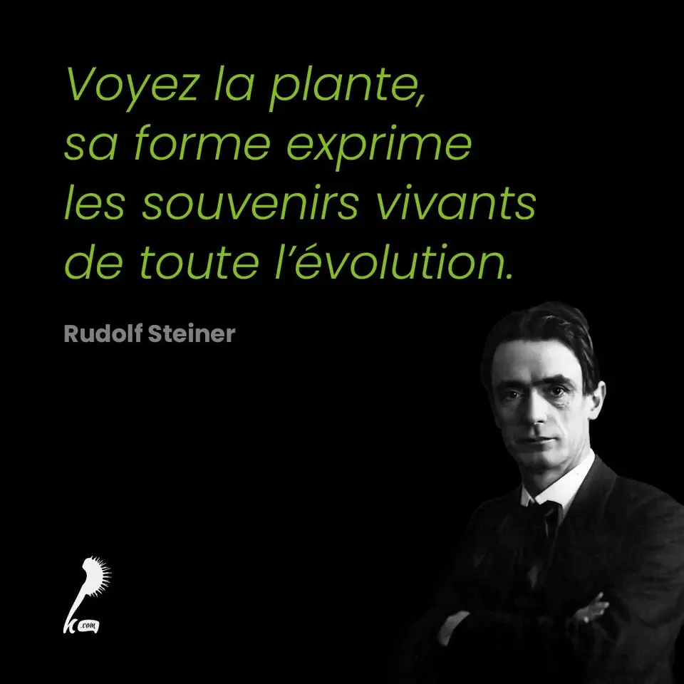 « Voyez la plante, sa forme exprime les souvenirs vivants de toute l'évolution.” » Rudolf Steiner