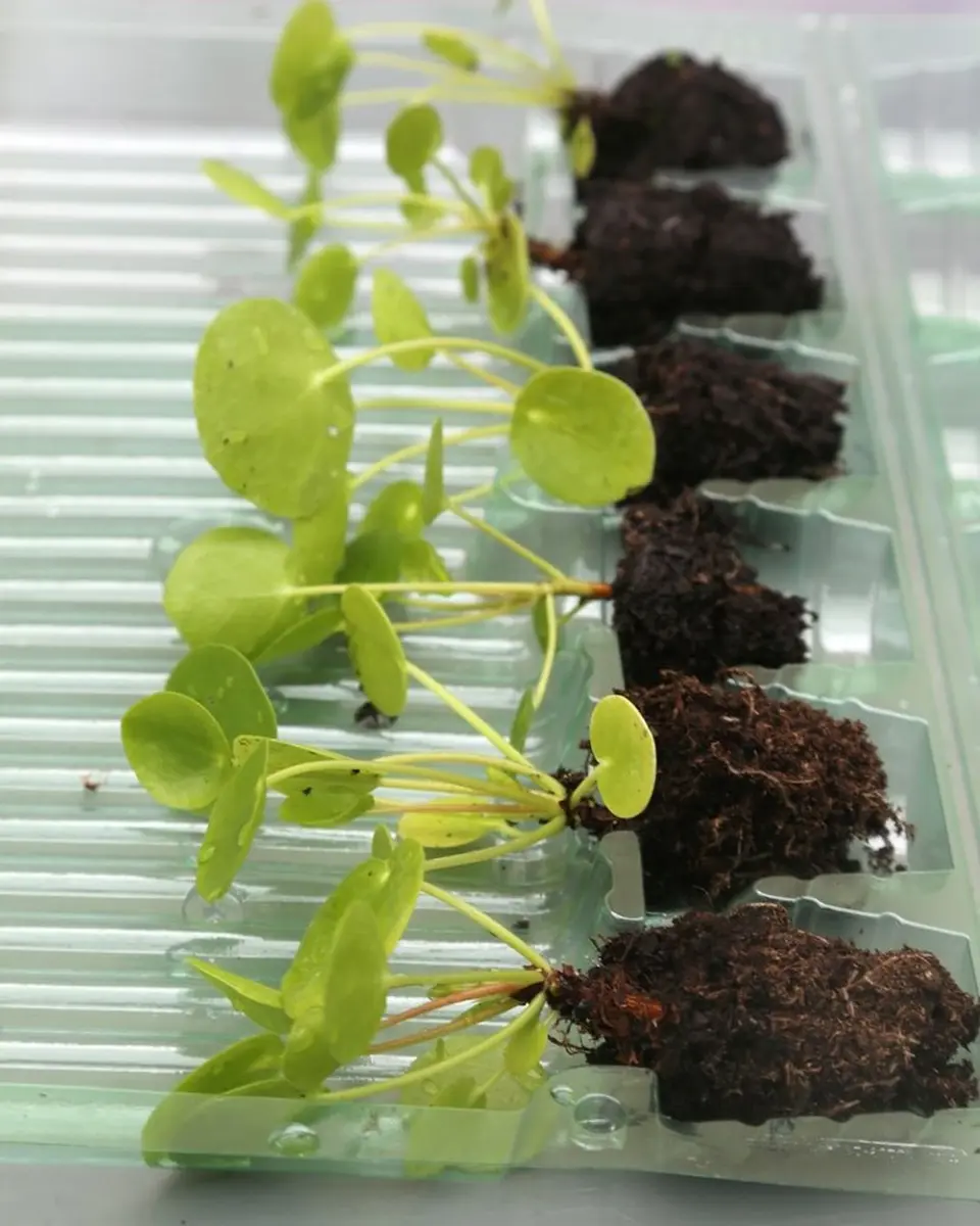 Mini-mottes exotiques, fougères et autres
