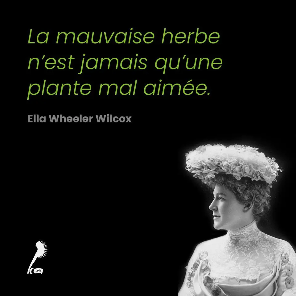 « La mauvaise herbe n'est jamais qu'une plante mal aimée. » Ella Wheeler Wilcox
