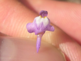 Utriculaire