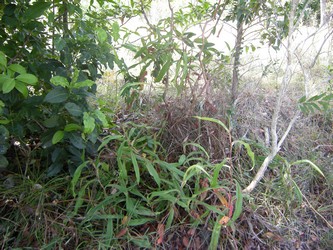 et en levant les yeux du sol…un feuillage bien connu de nepenthes!