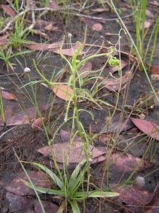 Dosera indica