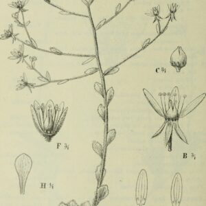 Saxifraga candelabrum : la plante à fleurs qui confirme une hypothèse de Darwin vieille de 150 ans : image à la une