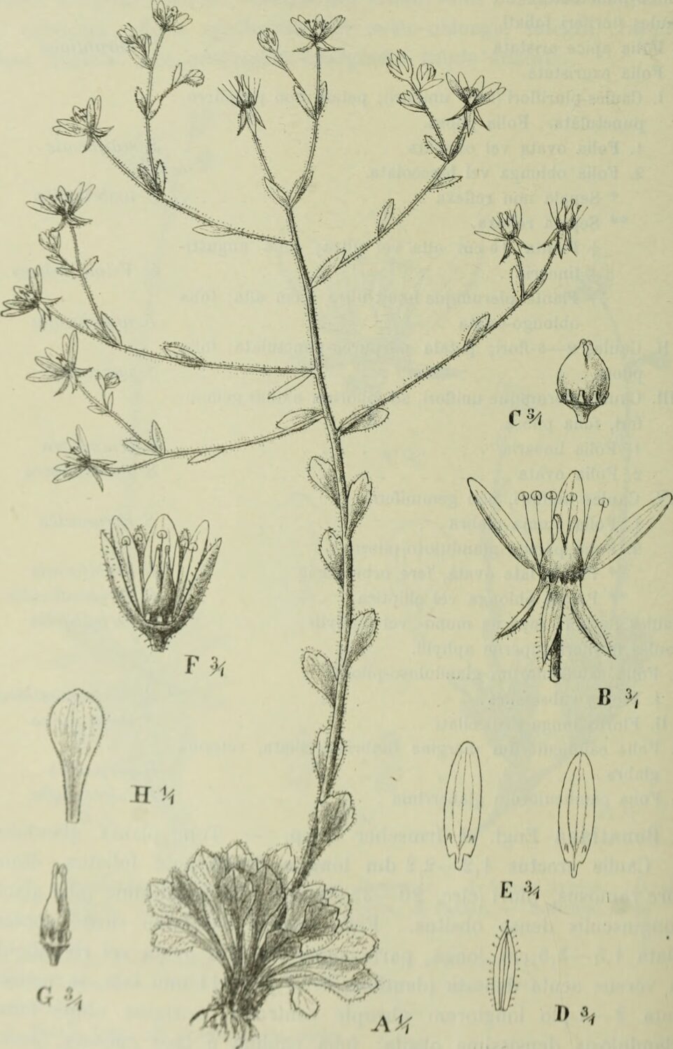 Saxifraga candelabrum, planche botanique tirée de Botanische Jahrbücher für Systematik, Pflanzengeschichte und Pflanzengeographie, vol. 46 (1912), Missouri Botanical Garden / Biodiversity Heritage Library — domaine public.