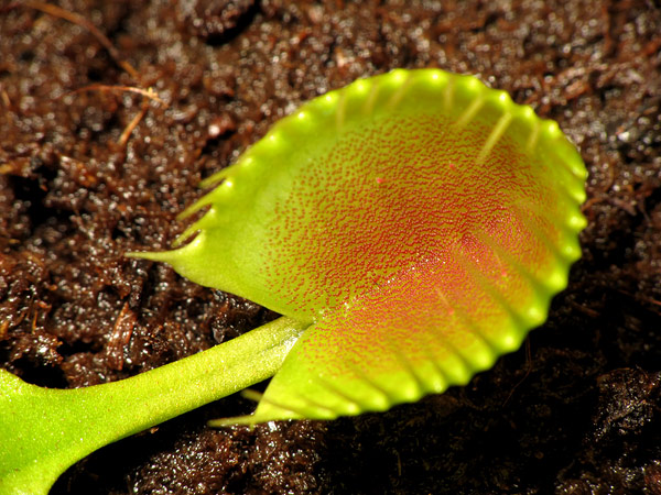 Dionaea 'Cupped Trap' Photo © Stéphane Joly