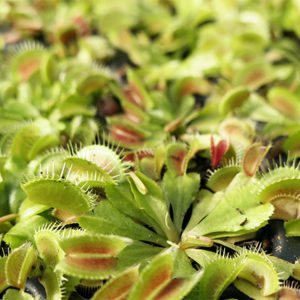 Entretien et culture de Dionaea muscipula : image à la une