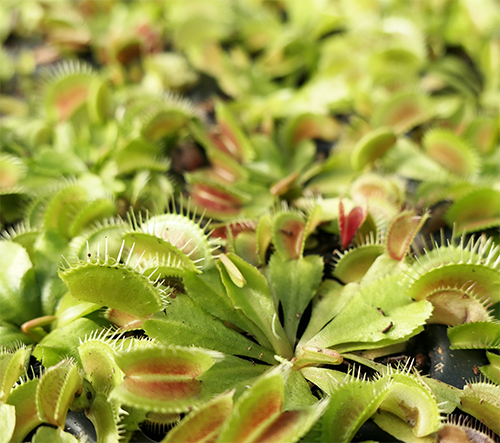 Micro-mottes de Dionaea muscipula