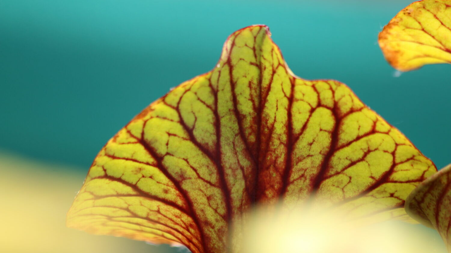 Sarracenia et son chapeau sans fumagine