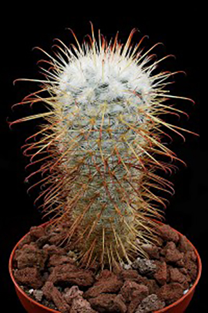 Cactus Mammillaria bombycina