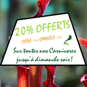 20% offerts sur toutes nos plantes carnivores ! : image à la une