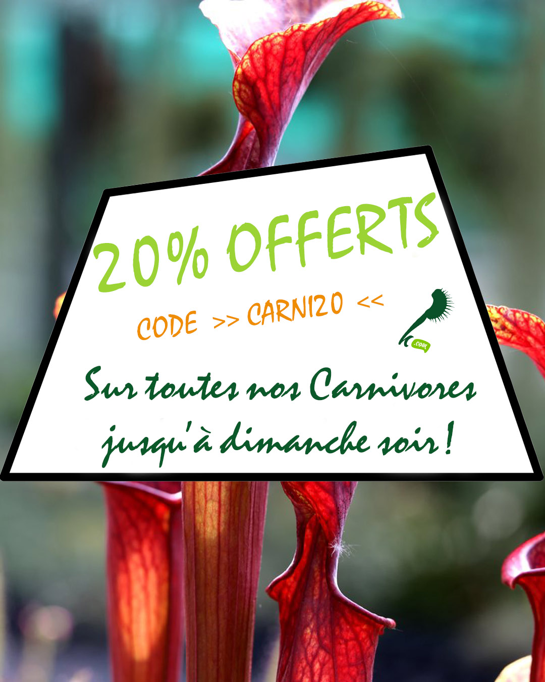 promotion plantes carnivores