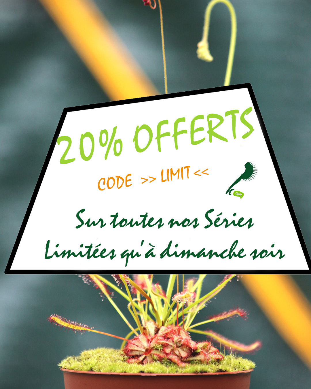 Profitez de –20 % sur nos Séries Limitées : Image à la une
