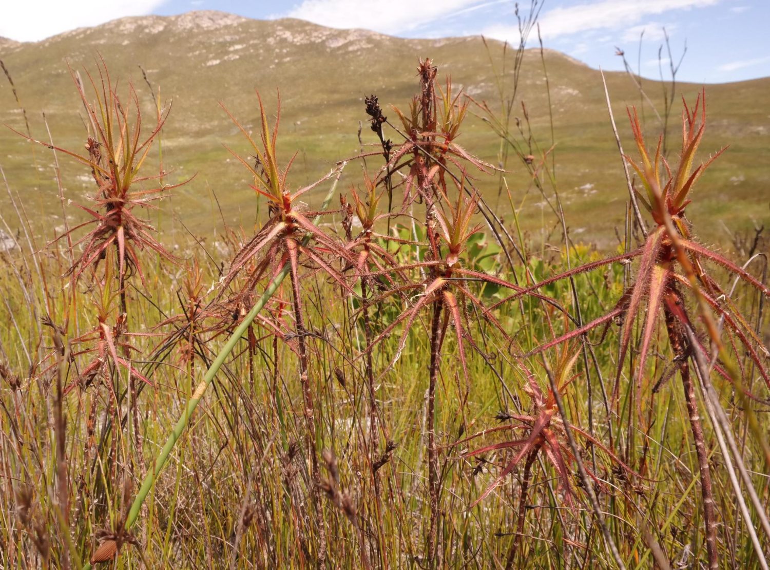Nick Helme - Roridula gorgonias de la famille des Roridulaceae pris en photo en Afrique du sud