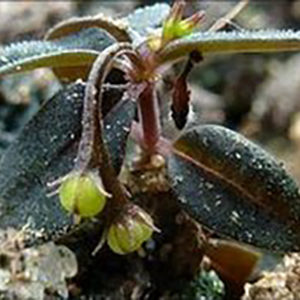 Spigelia genuflexa : elle enterre elle-même ses graines : image à la une