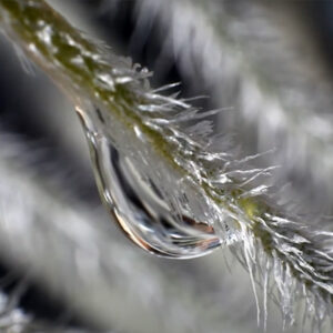 Vidéo : L’absorption de l’eau chez les Tillandsia : image à la une