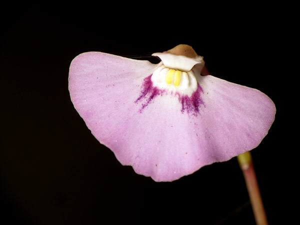 Utricularia uniflora - Photo © Stéphane Joly