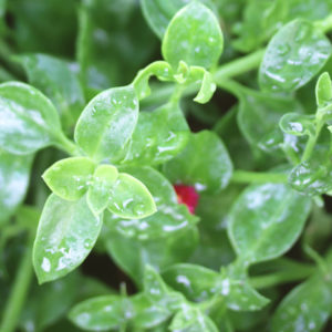 Aptenia cordifolia : Une plante Polyvalente : image à la une