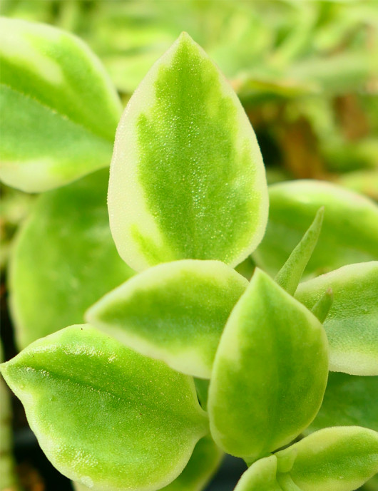 Aptenia cordifolia plante Polyvalente