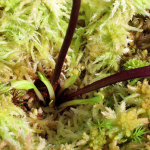 Bouture de Dionaea muscipula : facile ! : image à la une