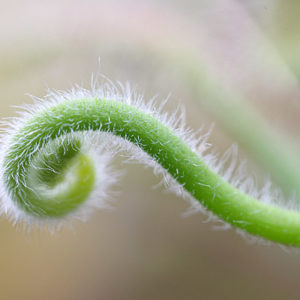 Les poils de Drosera capensis : image à la une