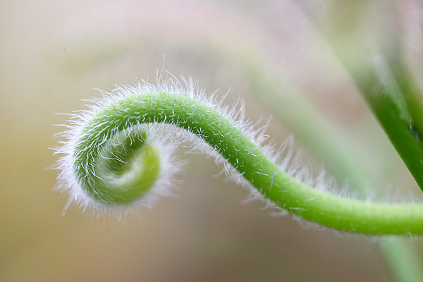 Inflorescence de Drosera capensis forme poilue