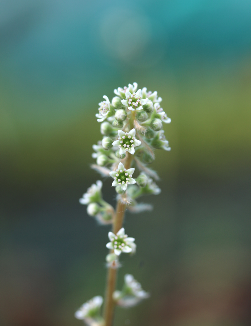 Fleur de Cephalotus prête à engendrer des graines