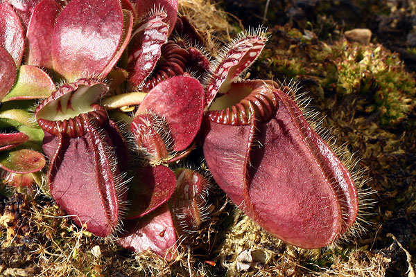 Cephalotus follicularis dans son milieu naturel