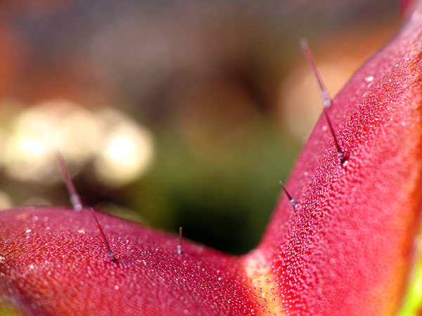 Cils sensitifs de Dionaea Photo © Stéphane Joly