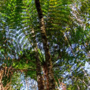 Dicksonia sellowiana : une fougère arborescente emblématique du xaxim : image à la une