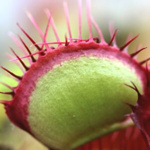 Comment les plantes carnivores digèrent leurs proies : image à la une