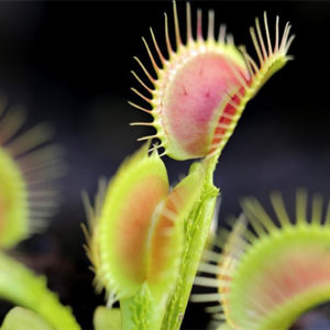 Dionaea Trichtefalle ou dionaea funnel trap : image à la une